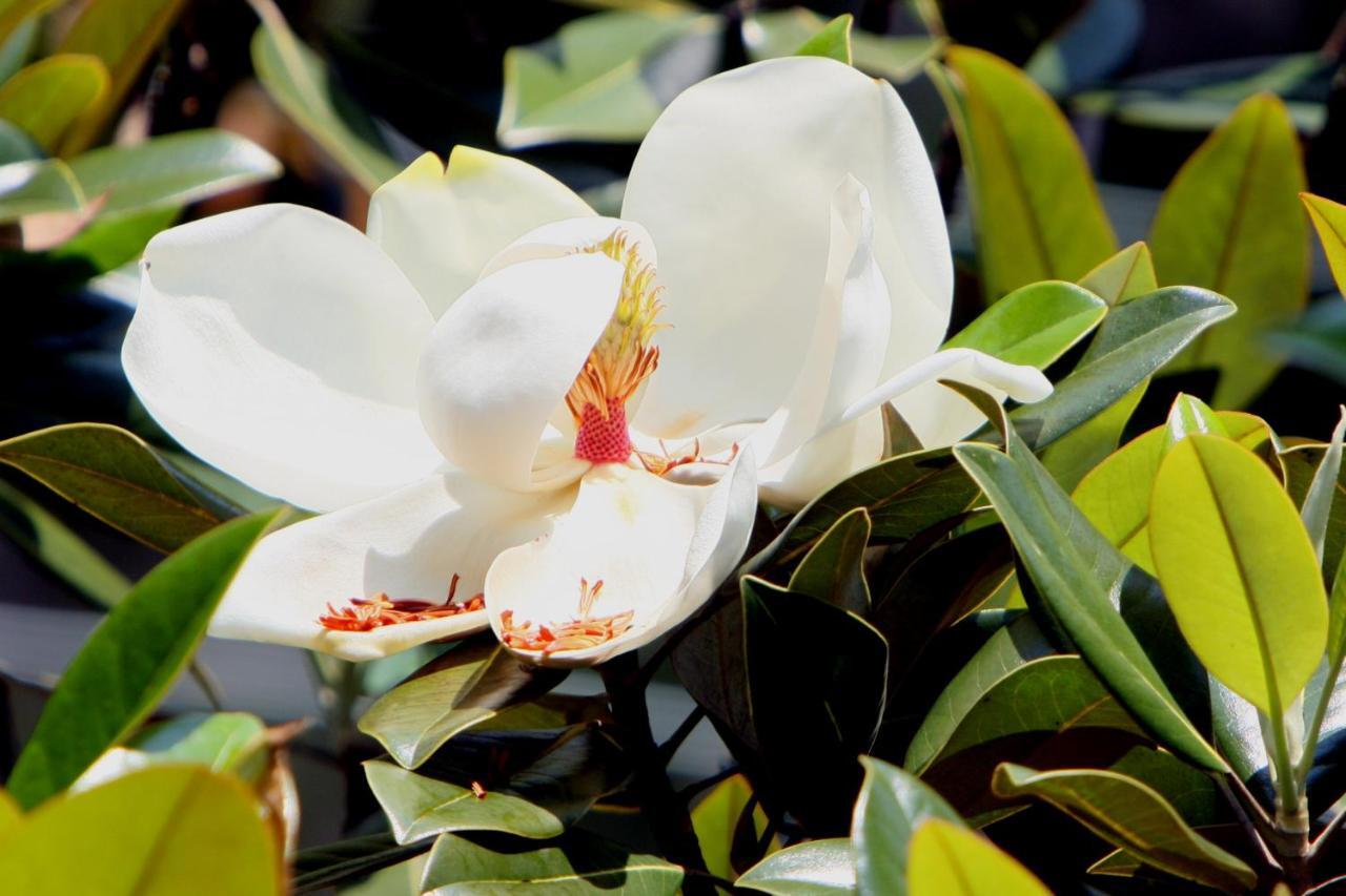 Pousada Villa Magnolia São João del Rei Екстериор снимка